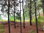 Land for Sale in Kithal Ella