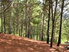 Land for Sale in Kithalella
