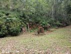 Land For Sale In Kithulgala - Cl568