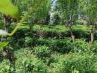 Land for Sale in Kitulgala