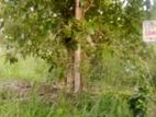 Land for sale in Kuliyapitiya