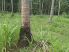 Land for Sale in Kuliyapitiya