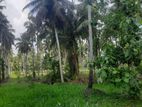 Land for Sale in Kuliyapitiya