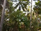 Land for sale in Kurunegala 107P