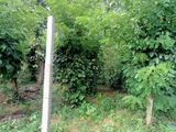 Land for Sale in Kurunegala