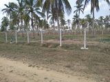 Land for Sale in Kurunegala