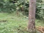 Land for sale in Kurunegala with coconut and pepper(SSPL-183)