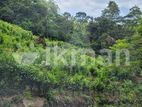 Land for Sale in Kuruwita Rathnapura