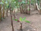 Land for Sale in Mahara, Bangalawatta