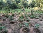 Land for Sale in Mahiyanganaya