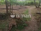 Land for Sale in Makumbura, Kottawa