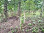 Land for Sale in Matale