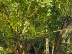 land for sale in matale