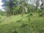 Land for sale in Matale