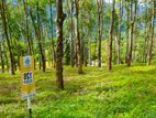 Land for Sale in Matale