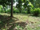 Land for sale in Matale