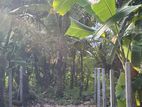 Land for Sale in Matara Uyanwatta