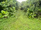 Land for Sale in Mathugama - Agalawatta