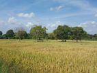 Land for Sale in Mattala (hambantota)- Code Add 546