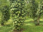 Land for Sale in Matthegoda
