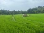 Land For Sale In Mawanella