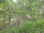 Land For Sale in Mawanella – Hingula (Ganethenna / Molligoda)(SSPL-301)
