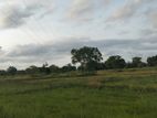 Land for Sale in Medawachchiya