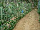 Land for Sale in Meepe