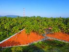 Land for Sale in Melsiripura - Y02