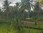 Land for Sale in නාරම්මල