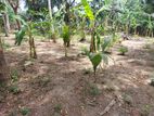 Land for Sale in Nallur