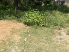 Land for Sale in Nallur