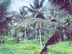 Land For Sale in Narammala