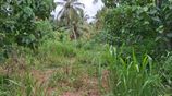 Land for Sale in Nattambuwa