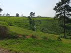 Land for Sale in N'Eliya - Meepilimanna