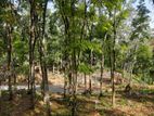 Land for Sale in Nelundeniya
