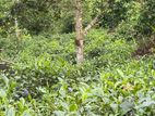 Land for Sale in Neluwa