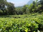Land for Sale in Neluwa