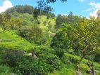 Land for Sale in Nillamba