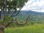Land for Sale in Nillamba