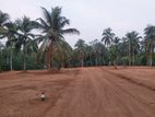 Land for Sale in Nittabuwa