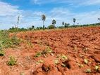 Land for sale in North Punnalaikadduvan