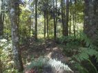 Land For Sale in Norton Bridge Ginigathhena