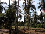 Land for Sale in Nugawela