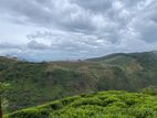 Land for sale in Nuwara Eliya "Ambewela Estate Land” (Rendapola Road)