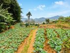 Land for Sale in Nuwara Eliya
