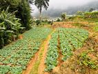 Land for Sale in Nuwara Eliya