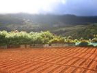 Land for Sale in Nuwara Eliya