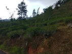 Land for Sale in Nuwara Eliya