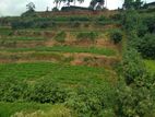 Land for Sale in Nuwara Eliya .